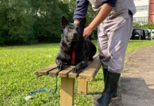 犬隻「來福」眼神清澈，安穩陪伴在照護員身旁（圖片來源：台北市政府全球資訊網）