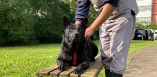 犬隻「來福」眼神清澈，安穩陪伴在照護員身旁（圖片來源：台北市政府全球資訊網）