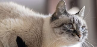 貓咪甲狀腺亢進怎麼給藥才剛好？JVIM最新研究發表 Thiamazole 劑量預測模型