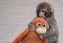 日本小獼猴Panchi爆紅是誰？哪裡可以看到Panchi？