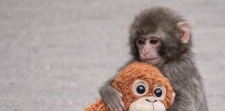 日本小獼猴Panchi爆紅是誰？哪裡可以看到Panchi？