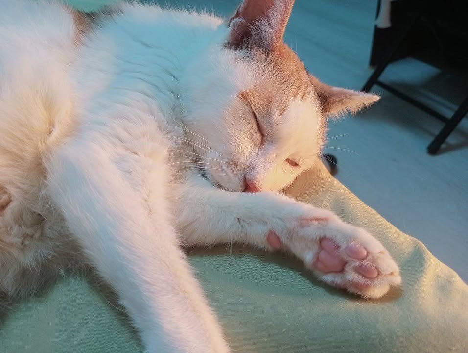 「咪寶」已經在新家過著幸福的生活（圖片來源：台北市政府全球資訊網）