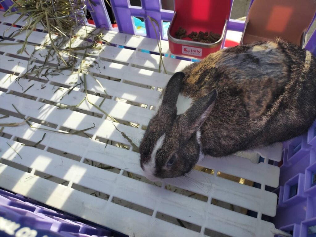 2026年新北市動保處推出寵物兔絕育補助,名額有限額滿為止(圖片來源:新北市動保處)