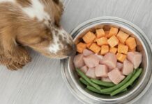 毛孩吃生食更健康？餵食生食的3大好處與2大風險！