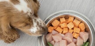 毛孩吃生食更健康？餵食生食的3大好處與2大風險！