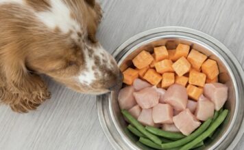 毛孩吃生食更健康？餵食生食的3大好處與2大風險！