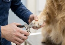 怎麼訓練狗狗剪指甲？正向訓練法讓狗狗乖乖配合！