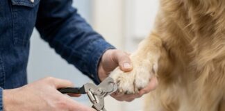怎麼訓練狗狗剪指甲？正向訓練法讓狗狗乖乖配合！