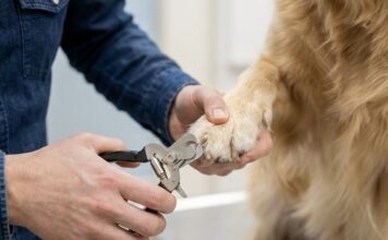 怎麼訓練狗狗剪指甲？正向訓練法讓狗狗乖乖配合！