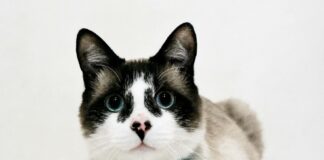 什麼是貓咪黃嘌呤尿症？貓咪罕見的代謝性泌尿道疾病