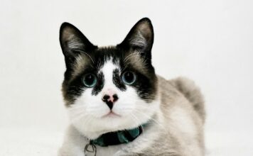 什麼是貓咪黃嘌呤尿症？貓咪罕見的代謝性泌尿道疾病