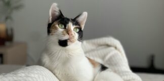 出門上班貓咪會孤單嗎？貓咪獨自在家多久安全？認識貓咪孤單與壓力反應