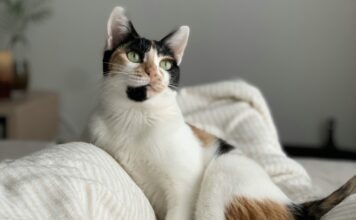 出門上班貓咪會孤單嗎?貓咪獨自在家多久安全?認識貓咪孤單與壓力反應 出門上班貓咪會孤單嗎?貓咪獨自在家多久安全?認識貓咪孤單與壓力反應