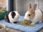 兔子可以和天竺鼠養在一起嗎？兔子與天竺鼠混養前，你一定要知道的4件事