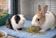 兔子可以和天竺鼠養在一起嗎?兔子與天竺鼠混養前,你一定要知道的4件事 兔子可以和天竺鼠養在一起嗎?兔子與天竺鼠混養前,你一定要知道的4件事