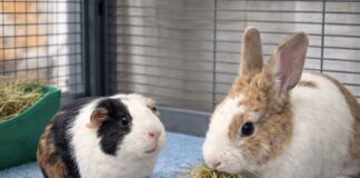 兔子可以和天竺鼠養在一起嗎？兔子與天竺鼠混養前，你一定要知道的4件事