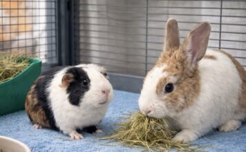 兔子可以和天竺鼠養在一起嗎？兔子與天竺鼠混養前，你一定要知道的4件事