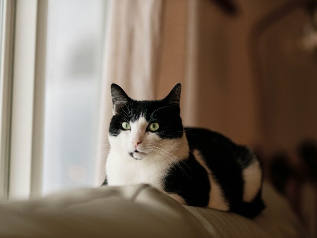 貓咪感到孤單時，可能出現哪些壓力行為？