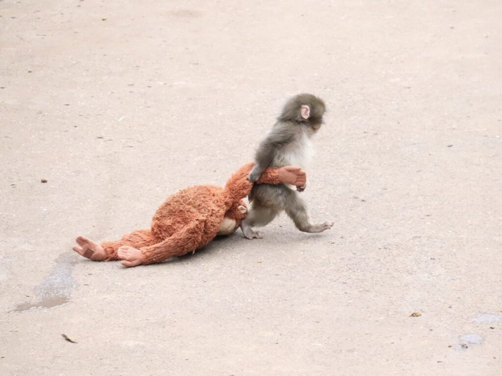 哪裡可以看到Panchi？市川市動植物園參觀資訊