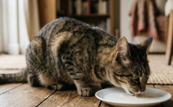 貓咪可以喝牛奶嗎？當心乳糖不耐導致貓咪腹瀉與腸胃不適