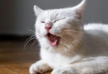 貓咪咳嗽要不要吃止咳藥？貓咪咳嗽藥物有哪些選擇？