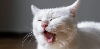 貓咪咳嗽要不要吃止咳藥？貓咪咳嗽藥物有哪些選擇？