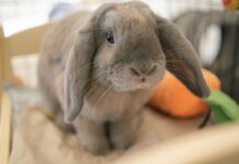 2026寵物兔菜市場名子排行榜出爐！「奶茶」奪冠，食物系命名成主