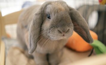 2026寵物兔菜市場名子排行榜出爐！「奶茶」奪冠，食物系命名成主