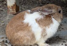 非法展演動物致兔大量死亡，依法裁罰並移送偵辦