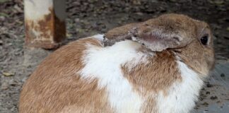 非法展演動物致兔大量死亡，依法裁罰並移送偵辦