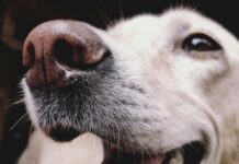 狗狗眼裡只有黑白兩種顏色嗎?破解狗狗色盲迷思,4招提升毛孩生活品質 狗狗眼裡只有黑白兩種顏色嗎?破解狗狗色盲迷思,4招提升毛孩生活品質