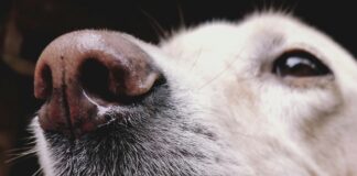 狗狗眼裡只有黑白兩種顏色嗎？破解狗狗色盲迷思，4招提升毛孩生活品質