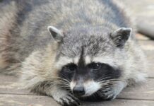 115年5月1日起新增禁養動物，未登記恐挨罰最高25萬元！蝮蛇、眼鏡蛇、浣熊、河口鱷納管