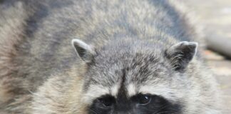 115年5月1日起新增禁養動物，未登記恐挨罰最高25萬元！蝮蛇、眼鏡蛇、浣熊、河口鱷納管