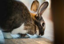兔子出現慢性疼痛只是因為老了嗎？6大指標教你看懂兔子的慢性疼痛徵兆
