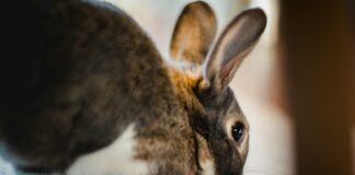 兔子出現慢性疼痛只是因為老了嗎？6大指標教你看懂兔子的慢性疼痛徵兆
