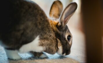 兔子出現慢性疼痛只是因為老了嗎？6大指標教你看懂兔子的慢性疼痛徵兆