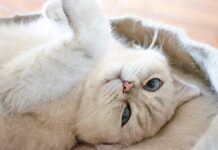 貓咪毛髮變油、摸起來粗粗的？貓咪皮膚反覆出現皮屑與出油，可能是角化異常！