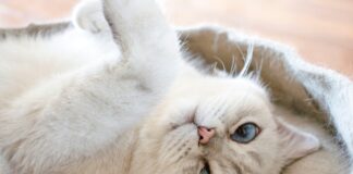 貓咪毛髮變油、摸起來粗粗的？貓咪皮膚反覆出現皮屑與出油，可能是角化異常！