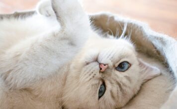 貓咪毛髮變油、摸起來粗粗的?貓咪皮膚反覆出現皮屑與出油,可能是角化異常! 貓咪毛髮變油、摸起來粗粗的?貓咪皮膚反覆出現皮屑與出油,可能是角化異常!