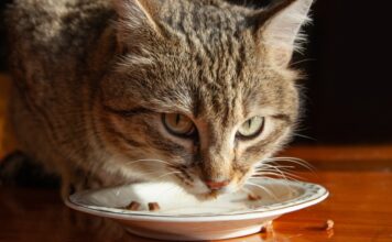 2026貓飼料挑選指南:乾飼料、濕食、凍乾怎麼選? 貓咪飼料推薦一次看