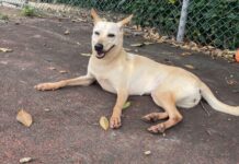 板橋持刀傷犬案移送法辦!新北動保處沒入犬隻,飼主列終身禁養黑名單