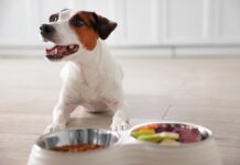 2026 狗飼料推薦怎麼選?新手必看狗飼料種類、日常搭配與 8 款熱門品牌整理