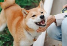 柴犬適合新手養嗎?柴犬性格、壽命、飼養方式一次看