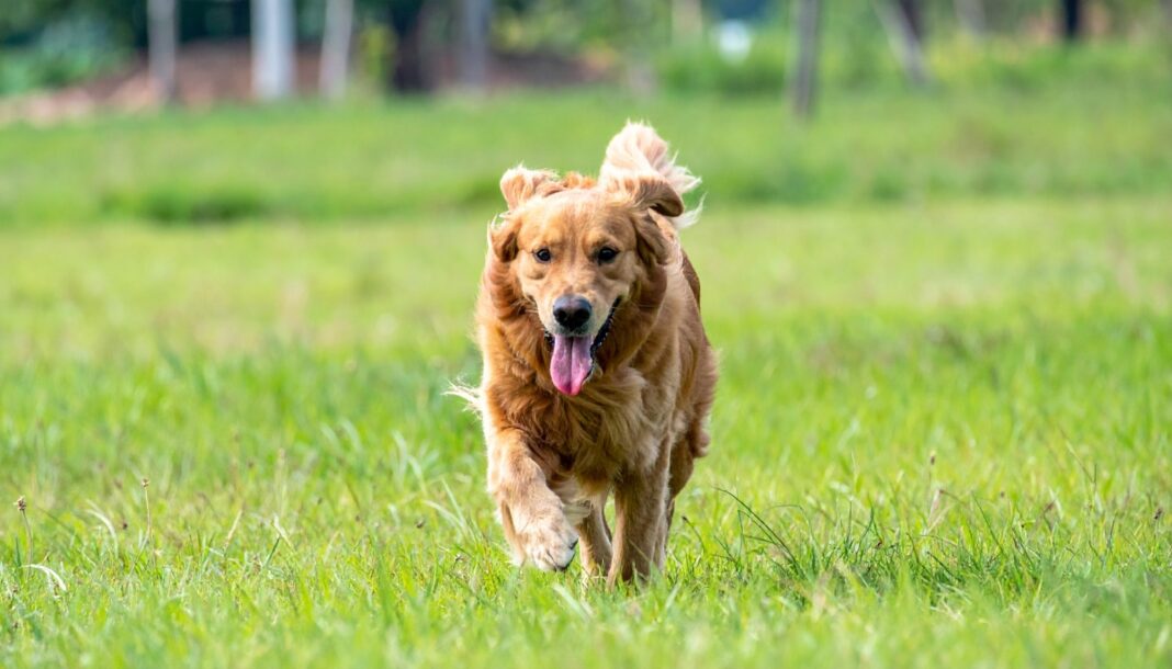 Happy,Golden,Retriever,Dog,Running,On,Green,Grass,Field,For